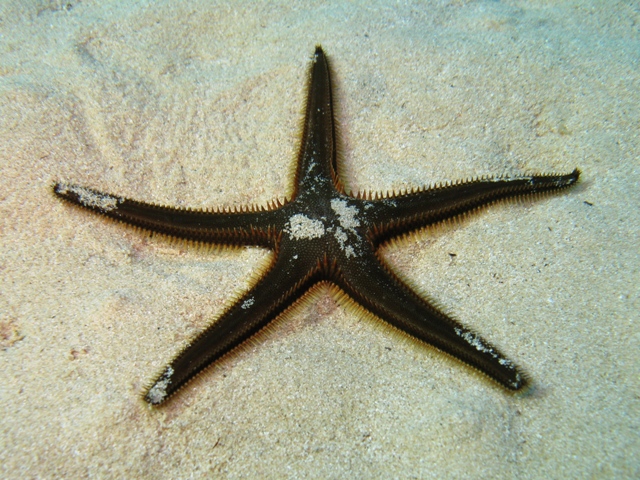 Astropecten bispinosus (Otto, 1823)